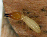 Formosan Subterranean Termites