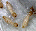 Native Subterranean Termites