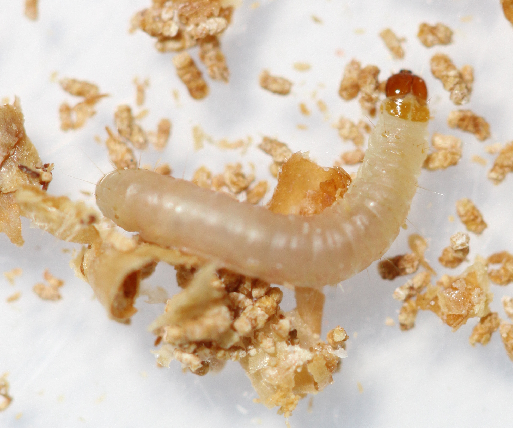 Indian Meal Moths Urban and Structural Entomology Program at Texas A&M University